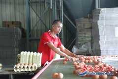 数据化养鸡“快又好”